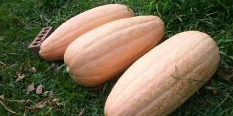 Pink banana bundeva: fotografija, recenzije, prinos